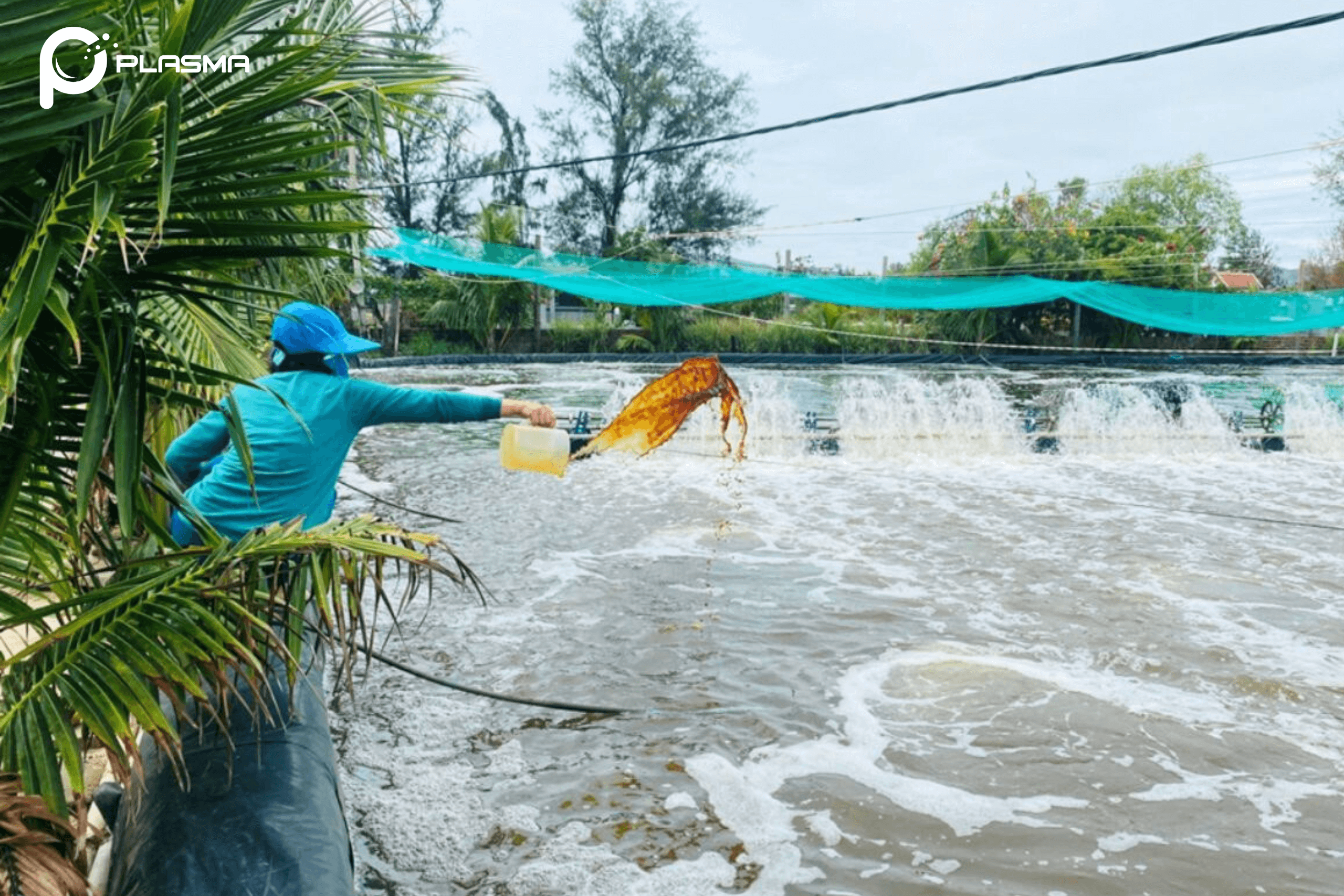 Xử lý nước trước khi thả giống và thường xuyên giúp phòng bệnh hiệu quả cho tôm.