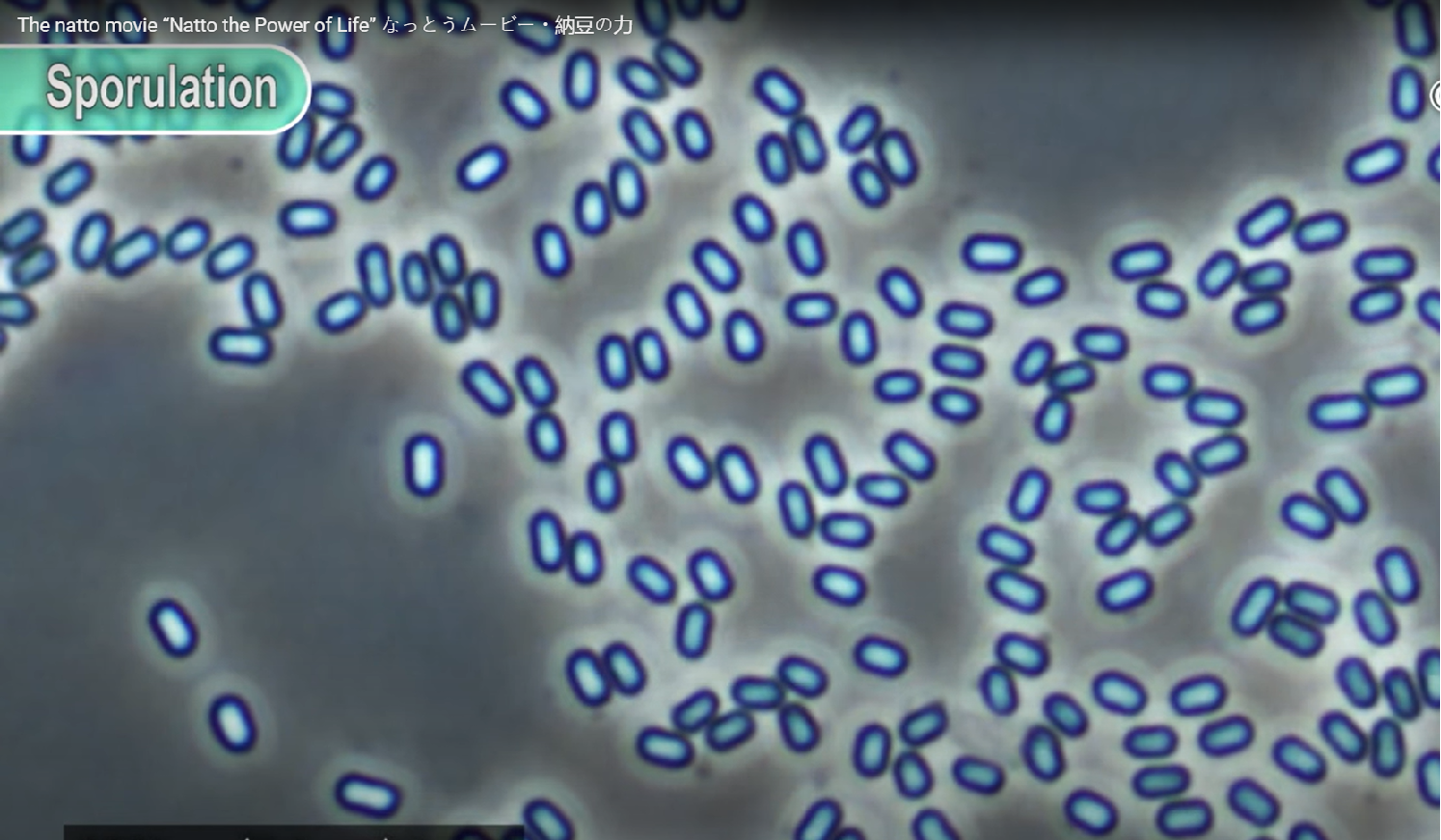 Vi sinh Bacillus Natto