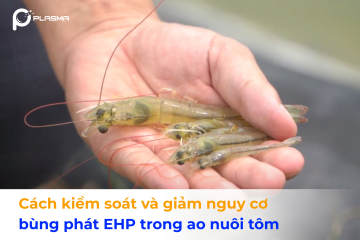 Cách kiểm soát và giảm nguy cơ bùng phát EHP trong ao nuôi tôm